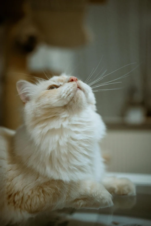 a white cat laying on top of a sink, a picture, by Jan Tengnagel, trending on unsplash, renaissance, looking up into the sky, close - up profile, high quality photo, fluffy''