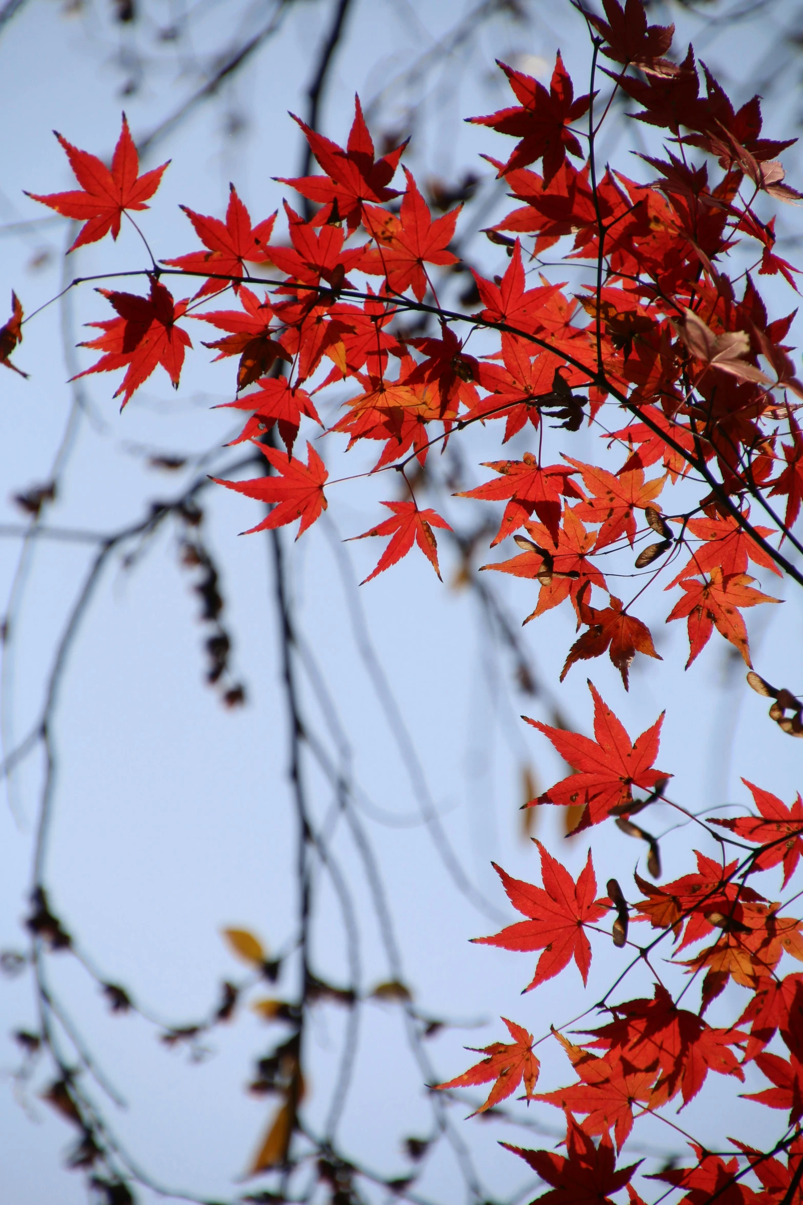 a close up of a tree with red leaves, slide show, japan sightseeing, november, no cropping