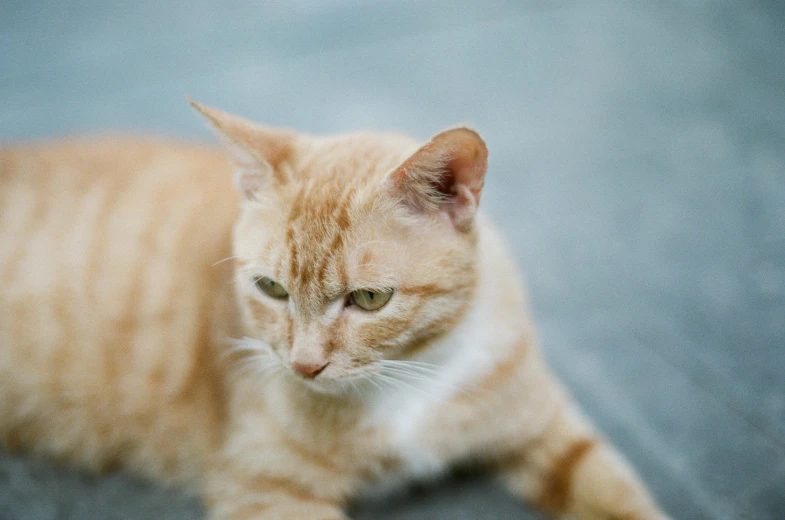 a cat that is laying down on the ground, by Julia Pishtar, unsplash, an orange, pale pointed ears, closeup photograph, gif