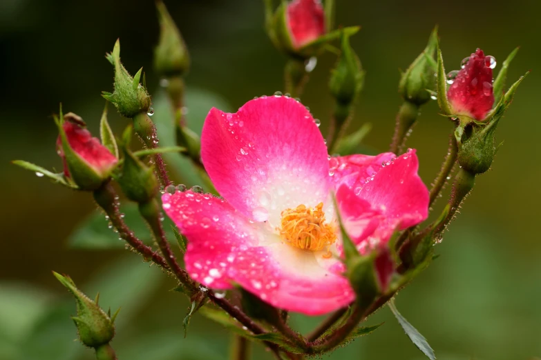 a pink flower with water droplets on it, by Jim Nelson, unsplash, small red roses, manuka, high quality photo, a cozy