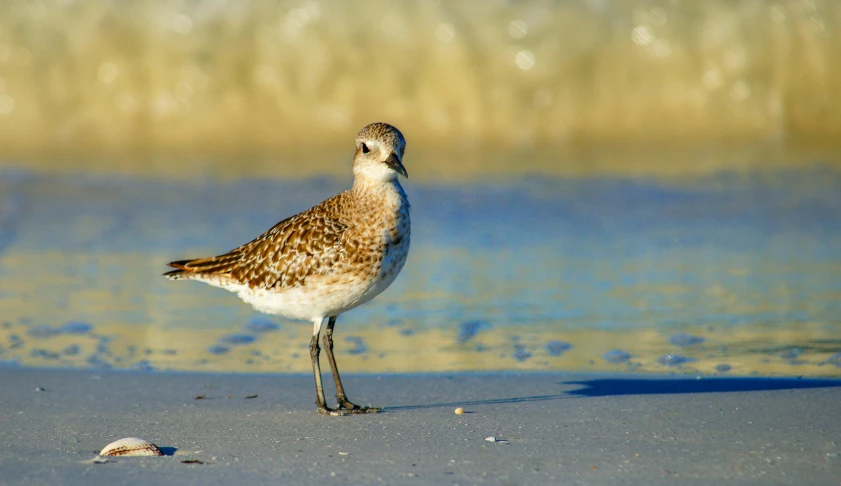 a small bird standing on top of a sandy beach, on a beach