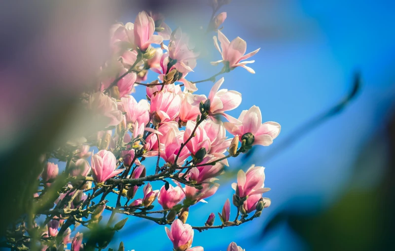 a bunch of pink flowers sitting on top of a tree, by Niko Henrichon, unsplash, magnolia stems, blue, shot on sony a 7, warm sunshine