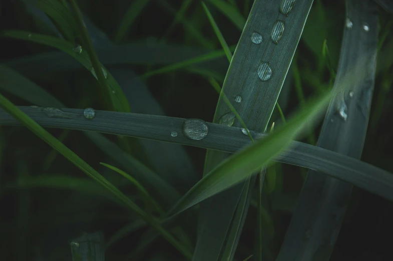 a close up of a blade of grass with water droplets, trending on unsplash, realism, fine details 8k octane rendering, chillhop, knees tucked in | rain falls, sustainable materials