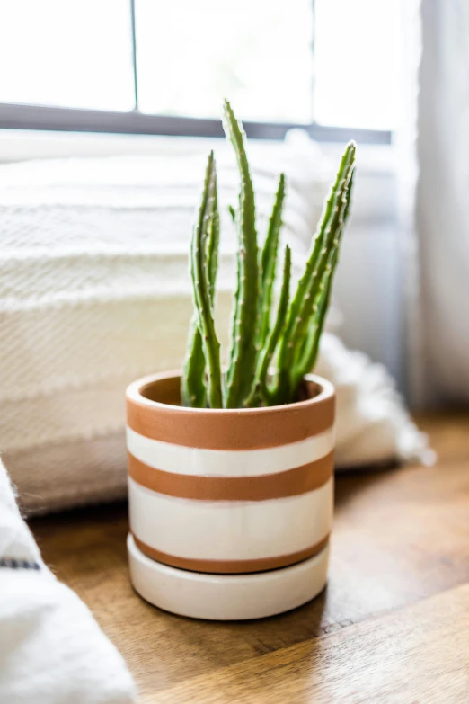 a potted plant sitting on top of a wooden table, inspired by Ceferí Olivé, white stripes all over its body, detailed product image, desert colors, medium close - up