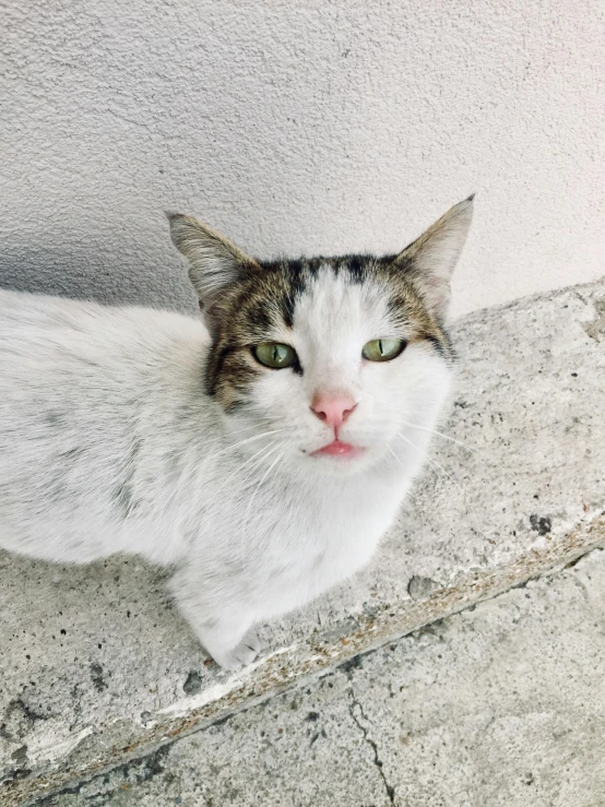 a close up of a cat on a tiled floor, unsplash, square nose, it\'s name is greeny, <pointé pose>;open mouth, cat female with a whit and chest