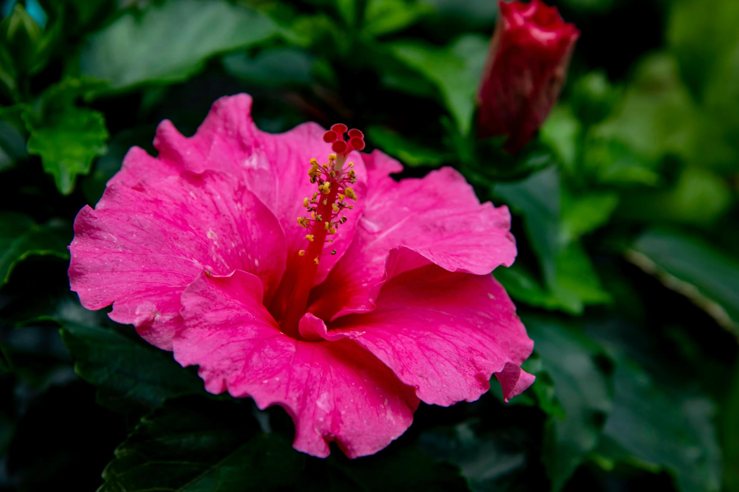 a close up of a pink flower with green leaves, by Reuben Tam, pexels contest winner, hurufiyya, baroque hibiscus queen, after rain, tropical houseplants, today\'s featured photograph 4k