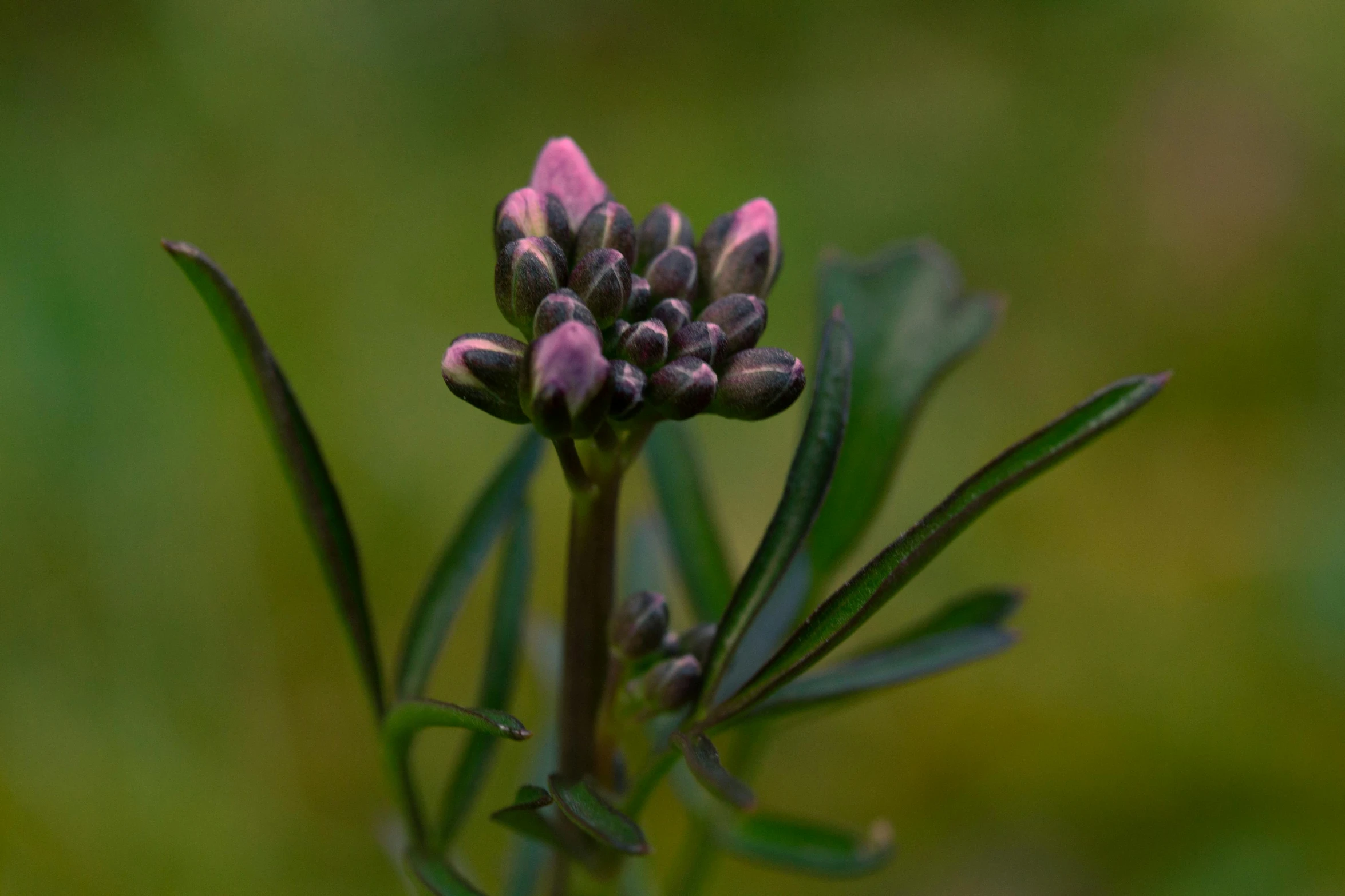 a close up of a flower with a blurry background, a macro photograph, by Sven Erixson, unsplash, art nouveau, flower buds, myrtle, clover, black fir