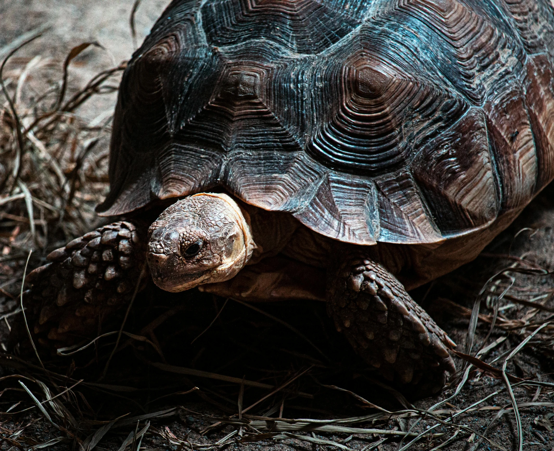 a close up of a turtle on the ground, a portrait, by Adam Marczyński, pexels contest winner, photorealism, brown, dimly - lit, 🦩🪐🐞👩🏻🦳, paul barson