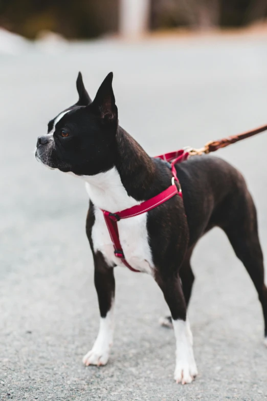 a small black and white dog on a leash, pexels, renaissance, pink body harness, square, crimson, full profile