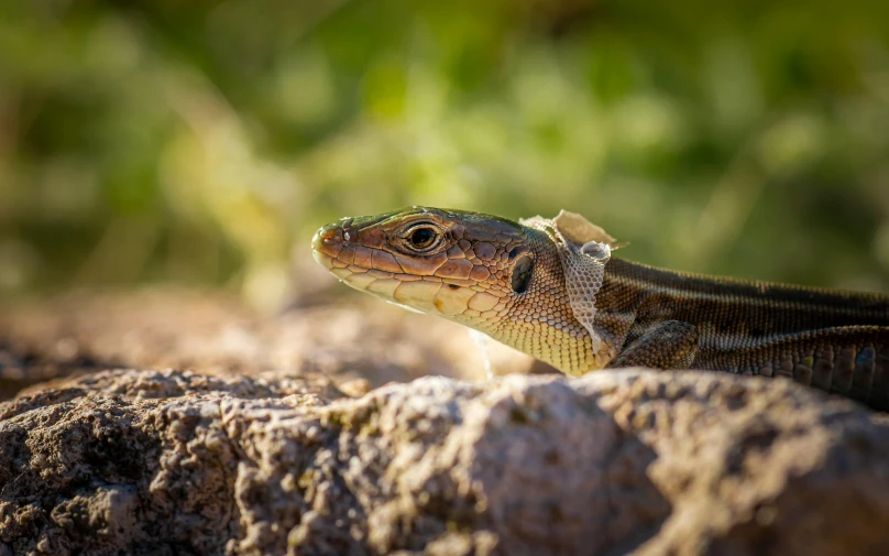 a lizard sitting on top of a rock, in the sun, amanda lilleston, looking into the camera, hunting