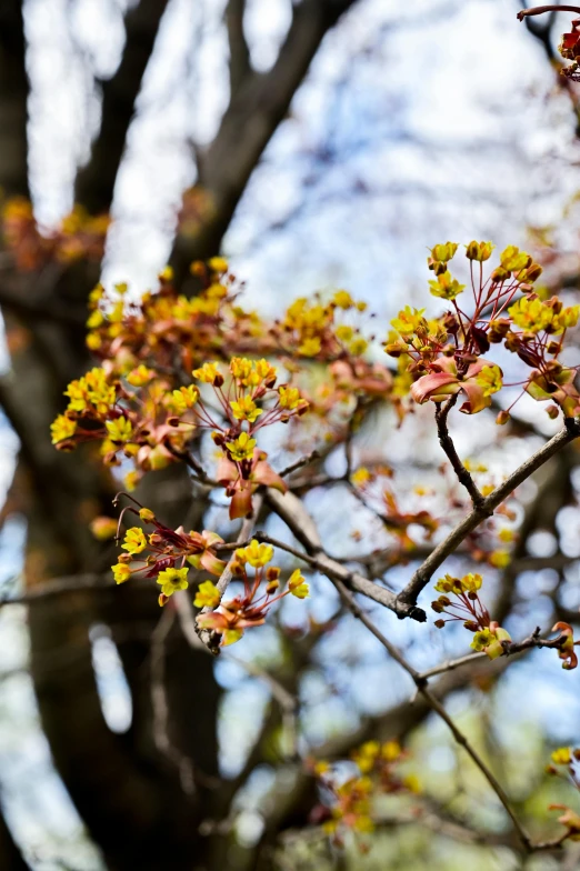 a close up of a tree with yellow flowers, by Sven Erixson, unsplash, yellows and reddish black, maple syrup, early spring, seeds