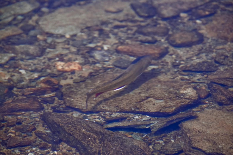 a fish that is swimming in some water, flowing clear water creek bed, forked snake tongue sticking out, james collinson, taken in the early 2020s