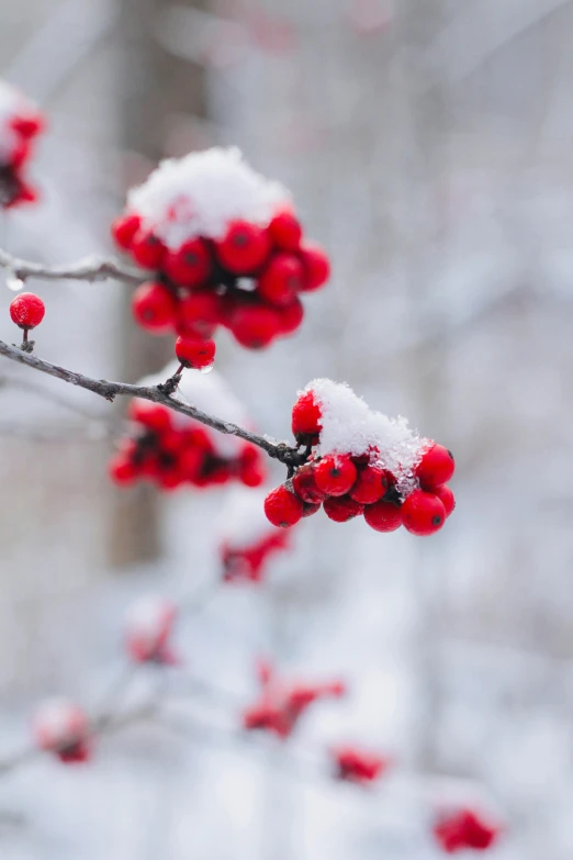 red berries are covered in white snow