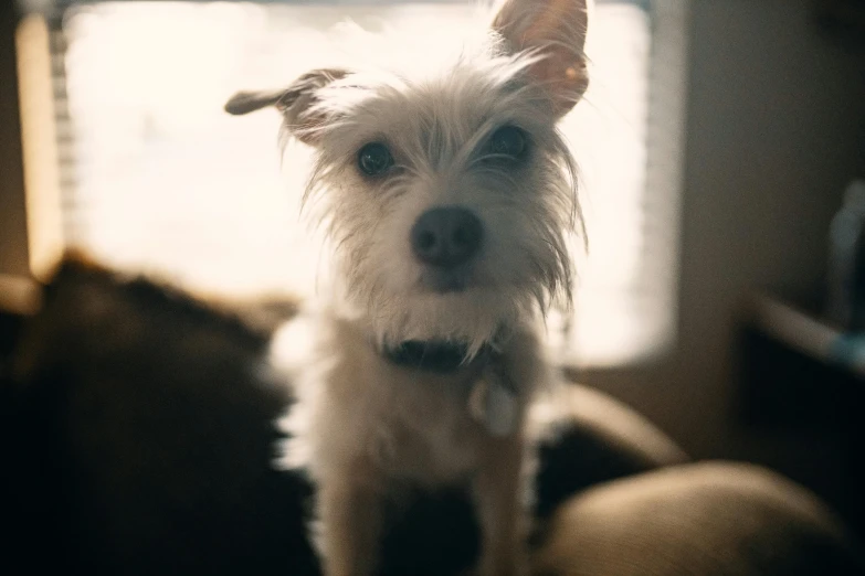 a small white dog sitting on top of a couch, pexels contest winner, photorealism, glare face, bokeh + dof + 8k, scruffy looking, wearing collar