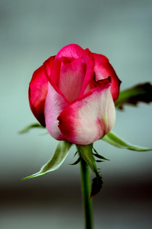 a close up of a pink rose on a stem, slide show, white and red roses, paul barson, highly polished