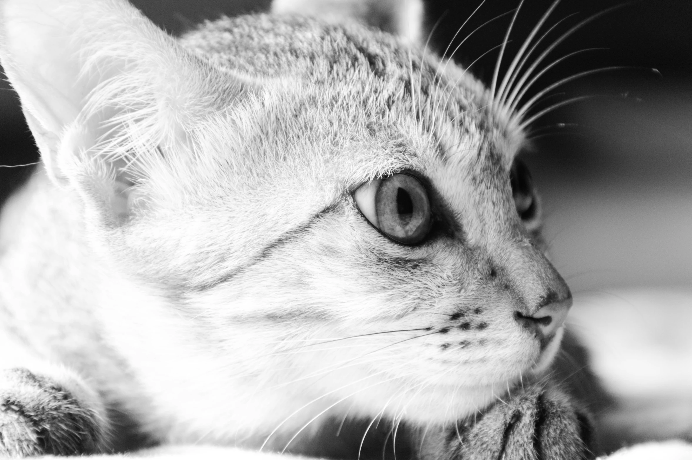 a close up of a cat laying on a bed, a black and white photo, by Emma Andijewska, pexels, sand cat, bw close - up profile face, young lynx, smooth.sharp focus