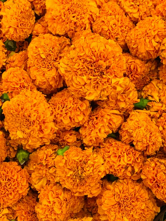 a close up of a bunch of orange flowers, vanitas, celebrating day of the dead, best selling, square, marigold