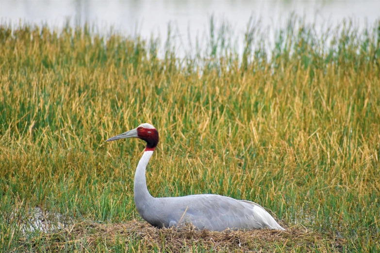 a large bird standing on top of a grass covered field, hurufiyya, crane, ai biodiversity, fishing, multiple stories