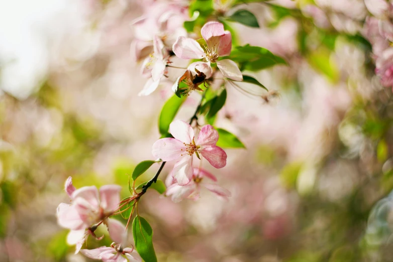 a close up of some pink flowers on a tree, by Sylvia Wishart, trending on pexels, bees flying, getty images, apple, decoration