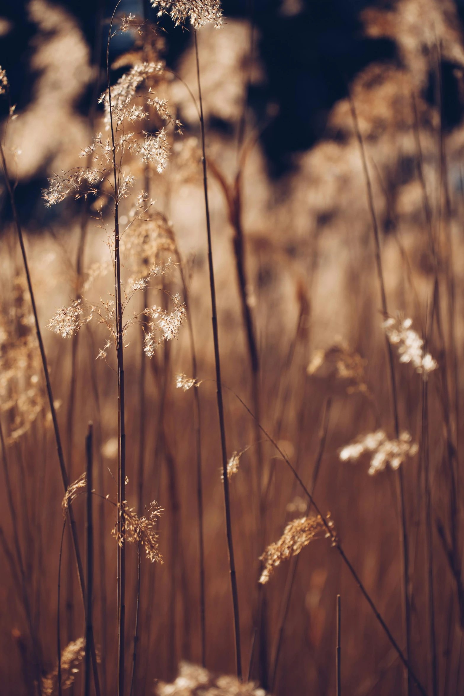 dried flowers growing in a field near a road