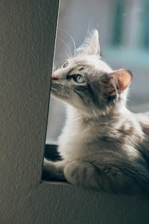 a cat sitting on top of a window sill, trending on unsplash, as she looks up at the ceiling, short light grey whiskers, multiple stories, ilustration