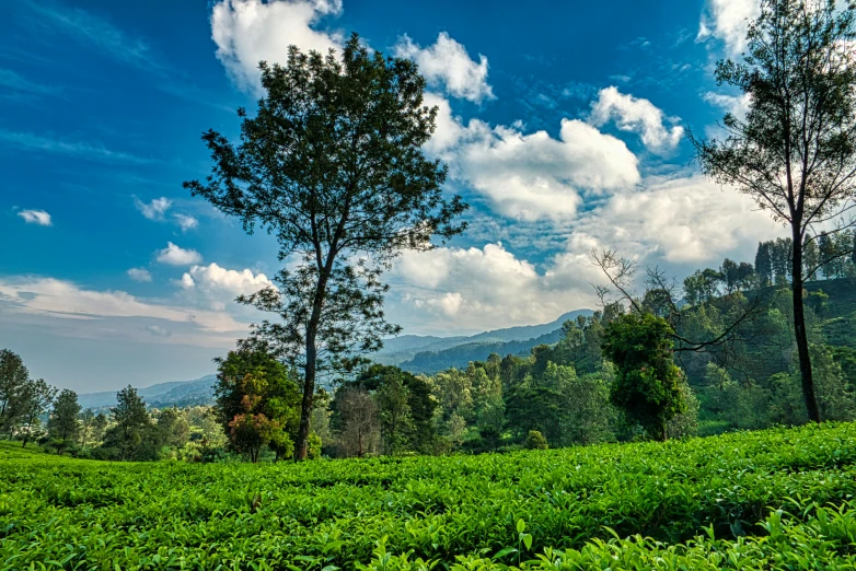 a group of trees sitting on top of a lush green field, by Peter Churcher, pexels contest winner, hurufiyya, tea, blue sky, with kerala motifs, thumbnail