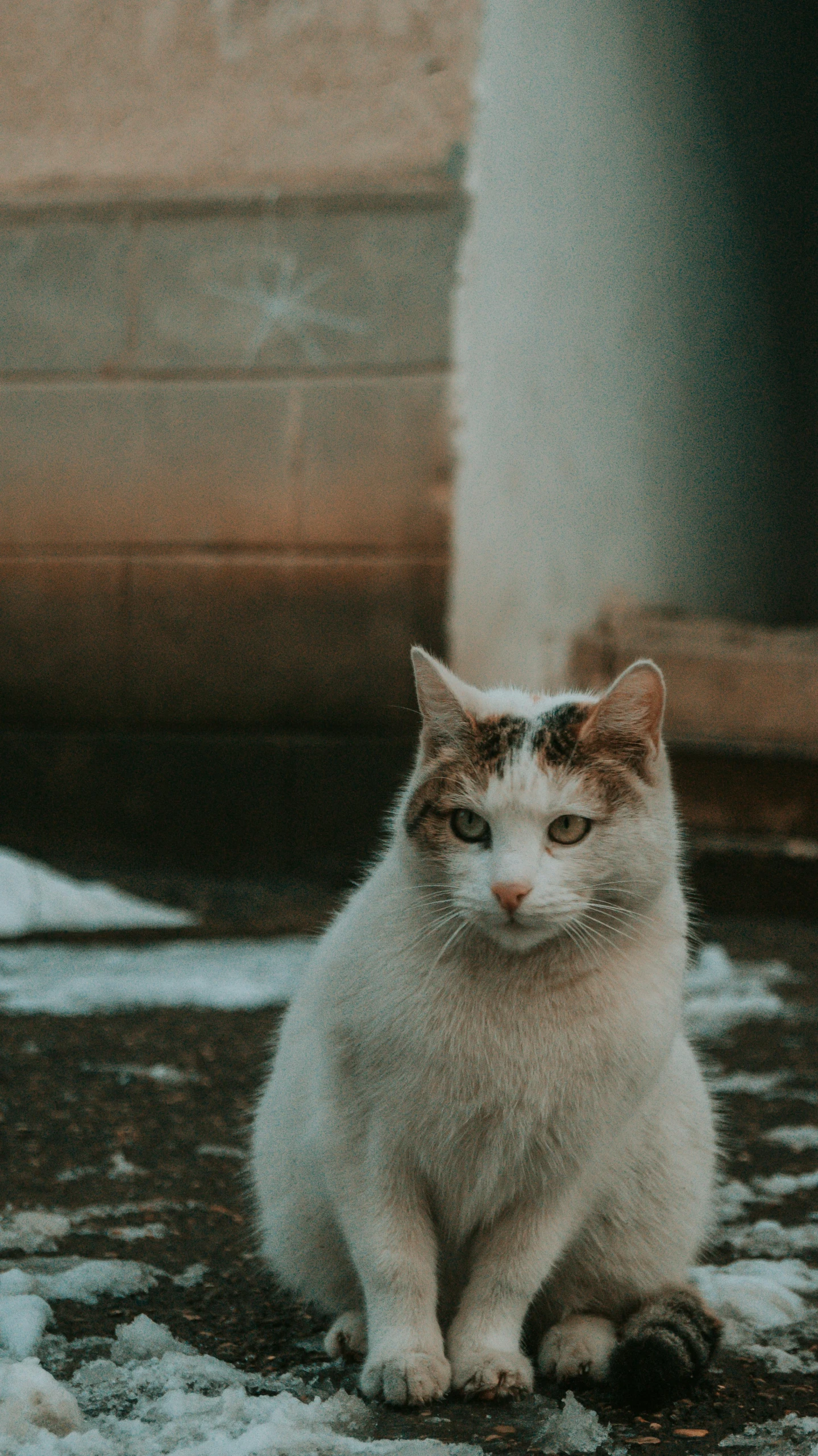 a white and brown cat sitting in the snow, pexels contest winner, human staring blankly ahead, gif, high quality photo, old male