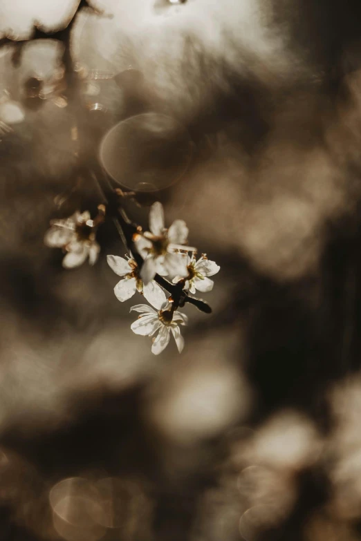 a branch of a tree with white flowers, by Niko Henrichon, trending on unsplash, romanticism, dark warm light, brown, low quality photo, golden hour cinematic