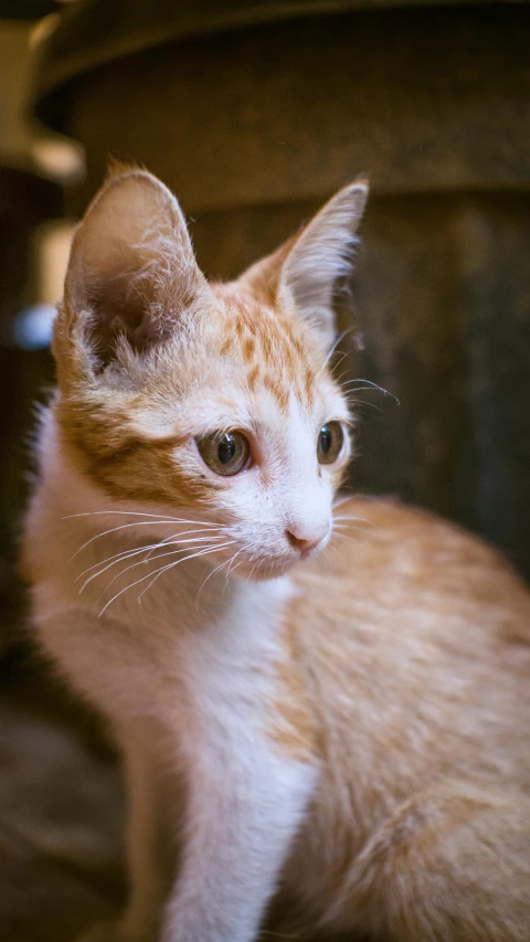 an orange and white cat sitting on the floor, a portrait, by Matt Cavotta, shutterstock, bali, gif, with pointy ears, a quaint