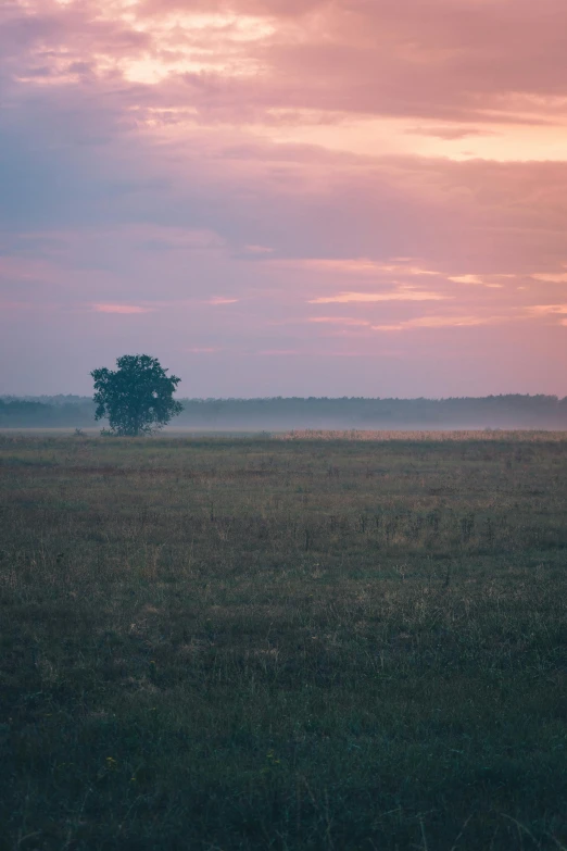 a giraffe standing on top of a lush green field, a picture, inspired by Isaac Levitan, unsplash contest winner, color field, foggy at dawn, single tree, russian landscape, light purple mist