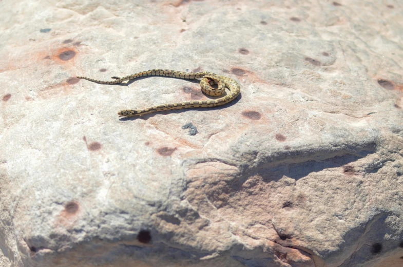 a close up of a snake on a rock, unsplash, figuration libre, a high angle shot, snake van, in the sun, white