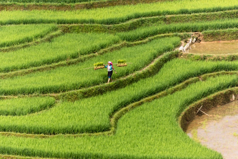 a woman standing on top of a lush green field, by Dan Content, pexels contest winner, staggered terraces, traditional chinese, walking down, avatar image