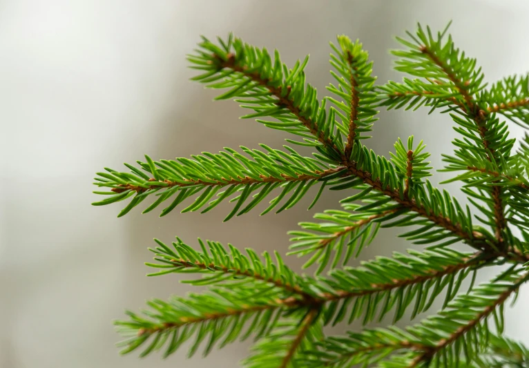 a close up of a branch of a pine tree, trending on pexels, hurufiyya, on a gray background, serrated point, noelle stevenson, synthetic materials