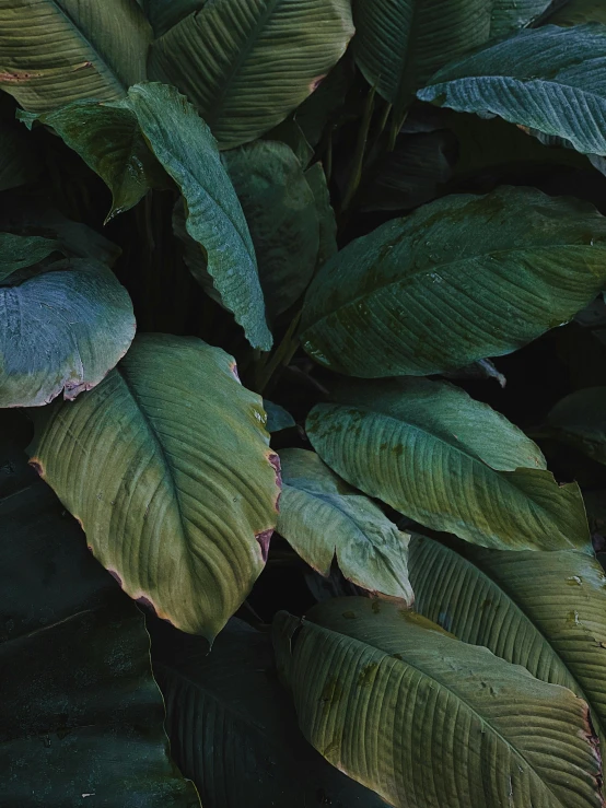 a close up of a plant with green leaves