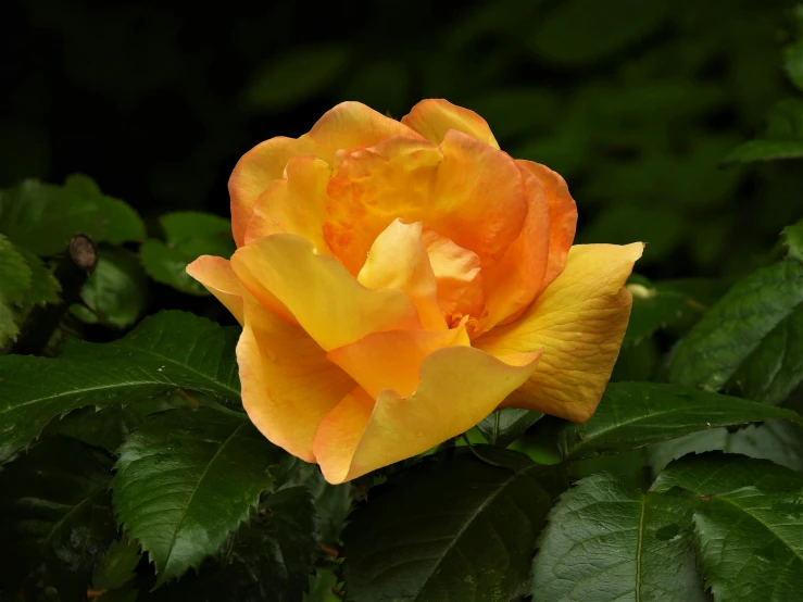 a close up of a yellow rose with green leaves, orange mist, taken with sony alpha 9, multi - coloured, portrait n - 9