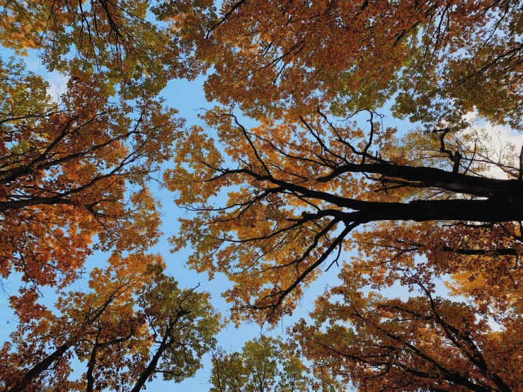 a group of trees that are in the air, by Jan Rustem, visual art, orange and brown leaves for hair, view from below, # nofilter, orange and blue colors