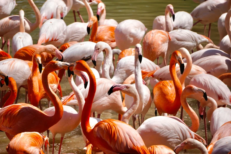 a large group of flamingos standing in the water, fan favorite, colorful”