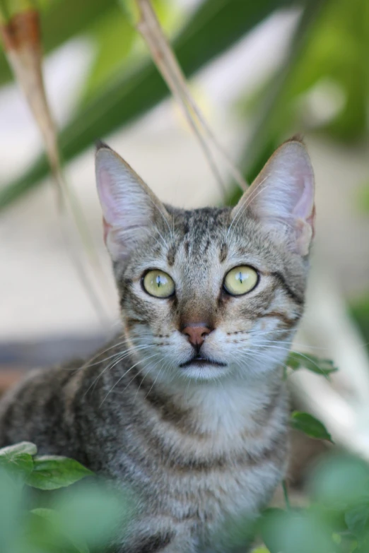 a cat that is sitting in the grass, sitting on a leaf, facing the camera, avatar image