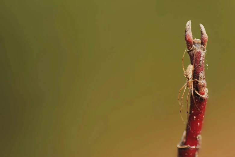 a close up of a small insect on a twig, pexels contest winner, vines and thorns, album cover, animation still, tall shot