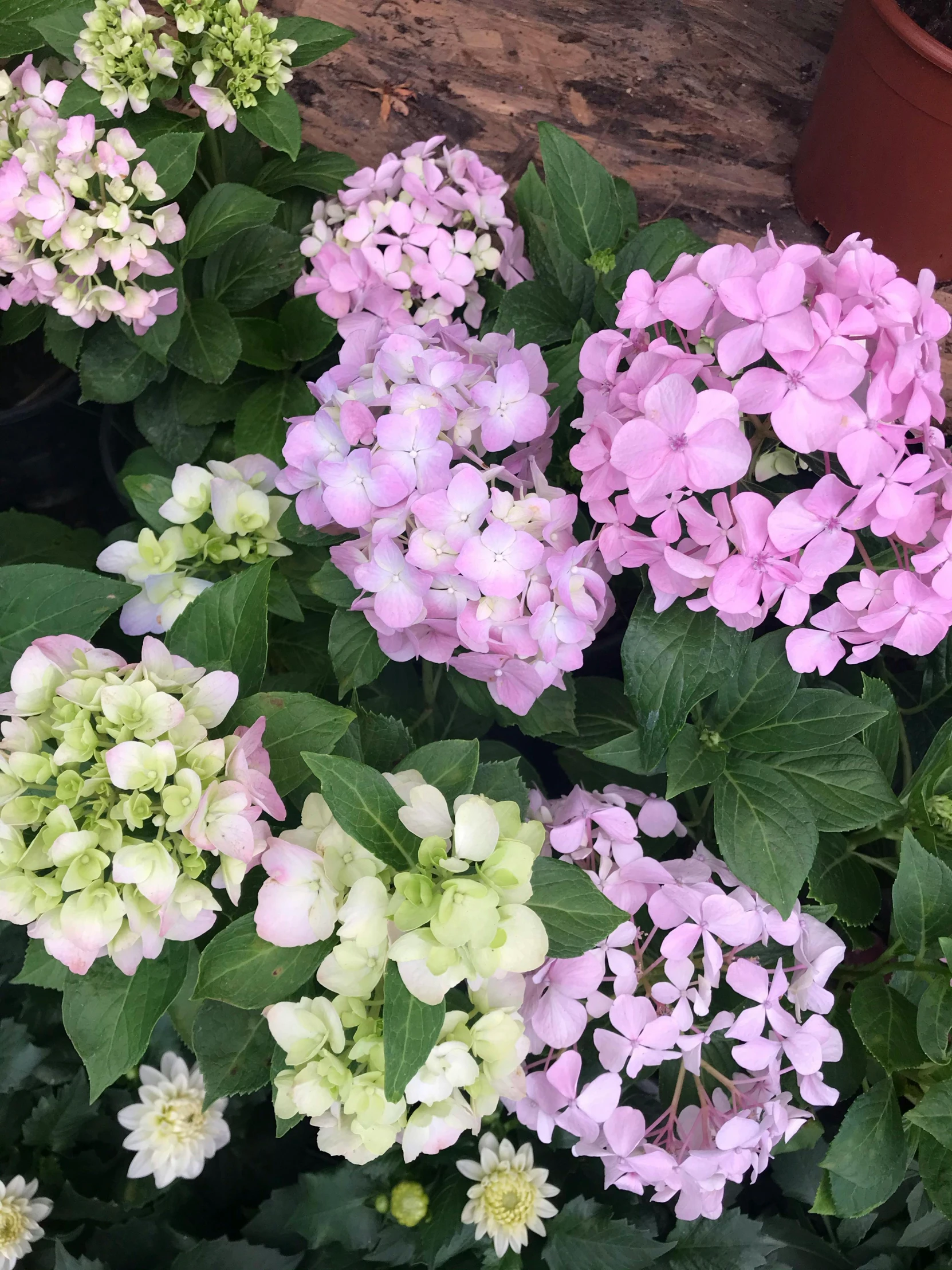 a close up of a potted plant with flowers, pink and green, hydrangea, 👰 🏇 ❌ 🍃, in a row