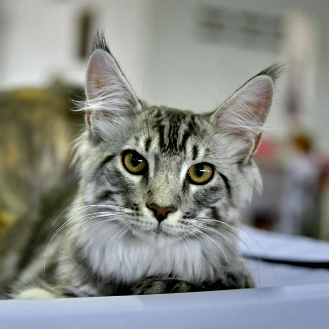 a close up of a cat laying on a table, fluffy ears, extremely polished, in majestic, lynx