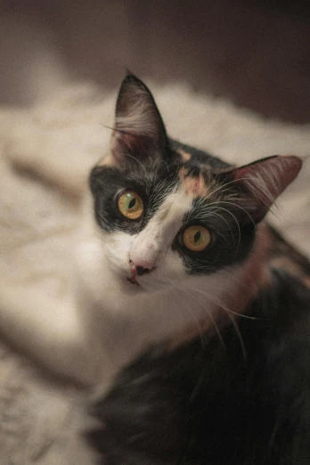 a close up of a cat laying on a blanket, she is facing the camera, in the spotlight, calico cat, shot with sony alpha