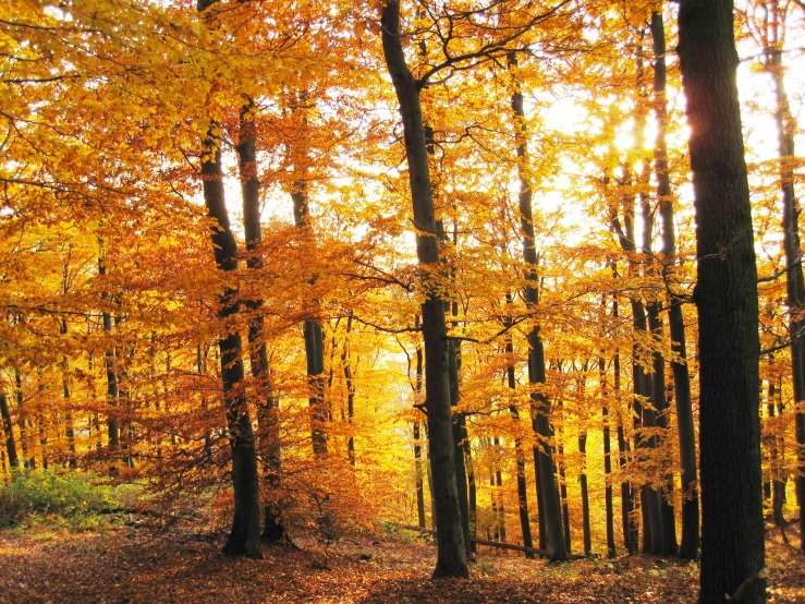 a forest filled with lots of trees covered in yellow leaves, by Karl Pümpin, pexels, warm golden backlit, 2 5 6 x 2 5 6 pixels, hi-res, ((forest))