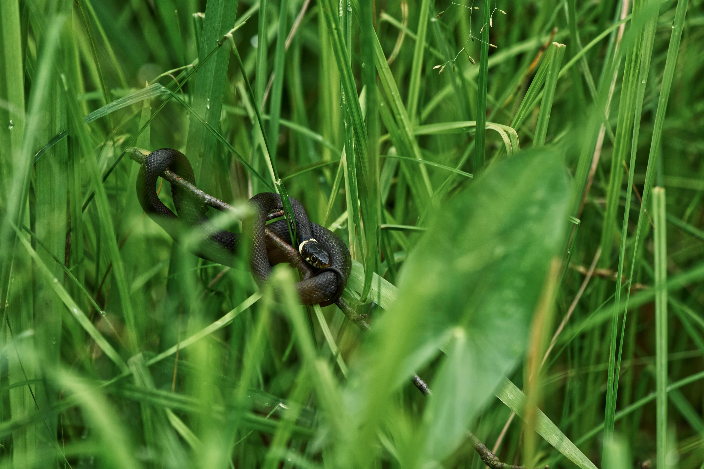 a bug that is sitting in the grass, holding a snake, black tendrils, in a open green field, photograph