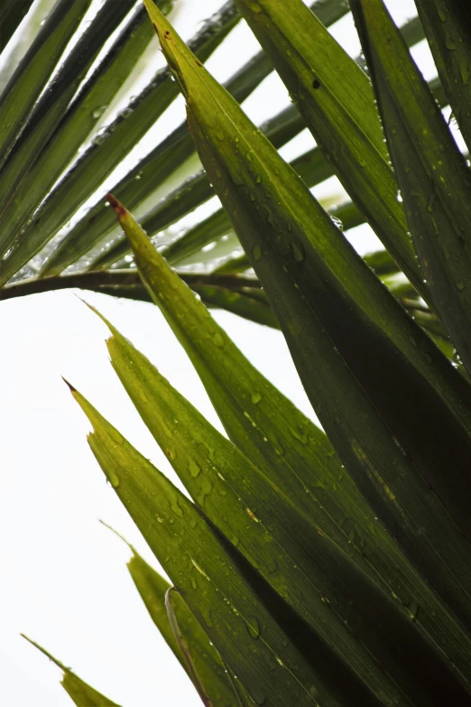 a bird sitting on top of a palm tree, an album cover, by Jan Tengnagel, unsplash, hurufiyya, after rain, skin detail, translucent leaves, detail shot