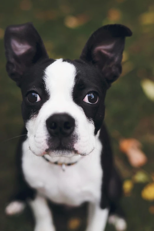 a black and white dog looking up at the camera, pale pointed ears, tiny nose, up-close, incredibly realistic