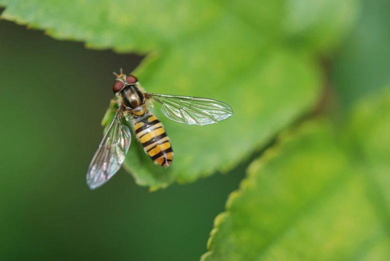 a close up of a fly on a leaf, pexels, hurufiyya, hives, paul barson, lone female, as photograph