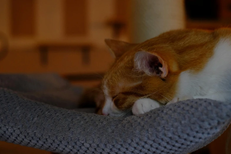 an orange and white cat sleeping in a cat bed, pexels contest winner, nightcap, late evening, gaming, cat theme banner