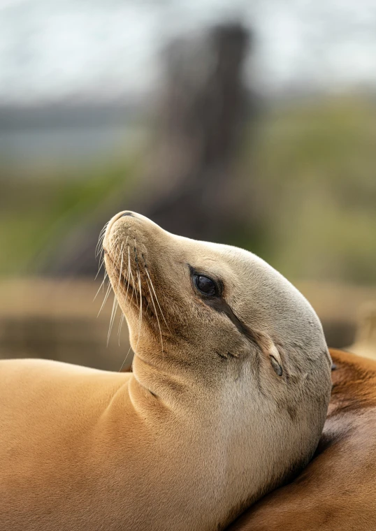 a couple of sea lions laying on top of each other, a portrait, pexels contest winner, neck zoomed in, high quality print, national geographic quality, today's featured photograph 4k