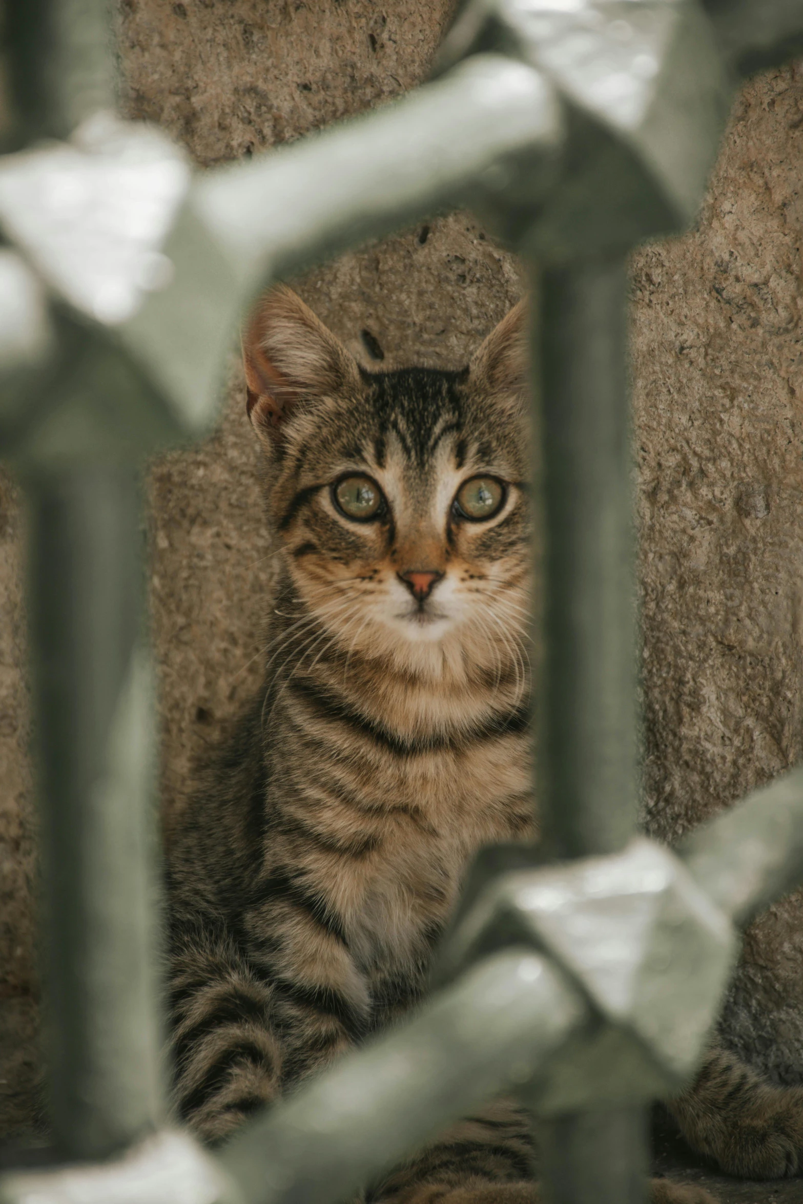 a close up of a cat behind a fence